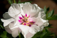 Tree Peony (Moutan Peony)
