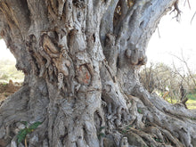 Dragon's Blood Tree (Canary Islands)