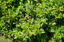 Lowbush Blueberry (Wild Blueberry)