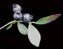 Lowbush Blueberry (Wild Blueberry)