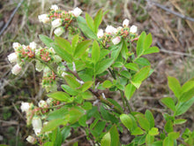 Lowbush Blueberry (Wild Blueberry)