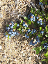 Lowbush Blueberry (Wild Blueberry)