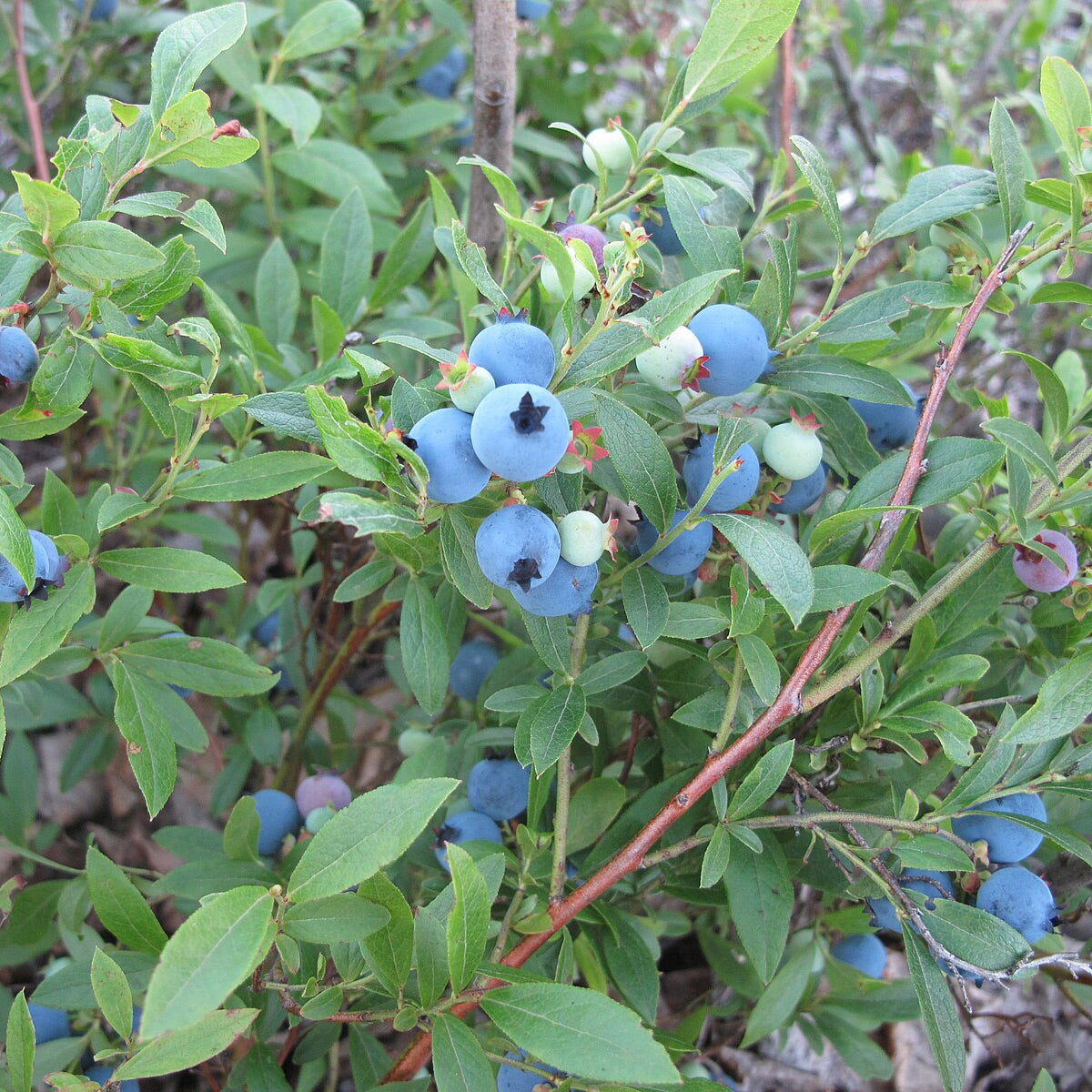 blueberry herbicides Lowbush Blueberry (Wild Blueberry) – Experimental Farm Network Seed Store