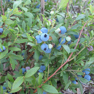 Lowbush Blueberry (Wild Blueberry)