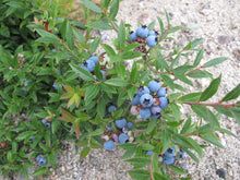 Lowbush Blueberry (Wild Blueberry)