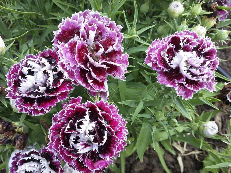 'Velvet 'n' Lace' Dianthus (Carnation)