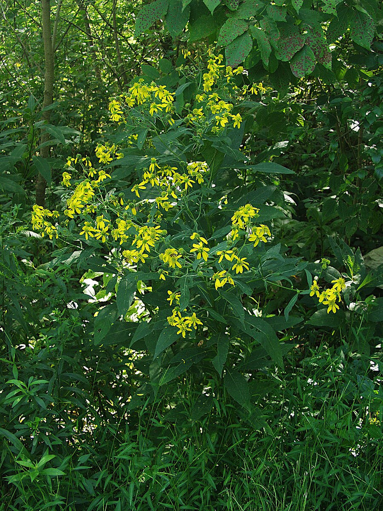 Yellow Wingstem Wingstem (Yellow Ironweed) – Experimental Farm Network Seed Store