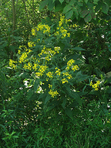 Wingstem (Yellow Ironweed)