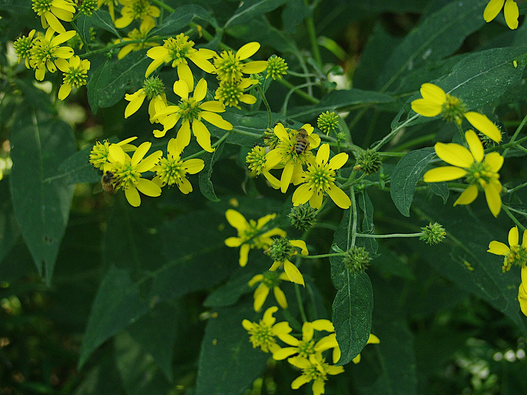 Wingstem (Yellow Ironweed) – Experimental Farm Network Seed Store