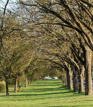 'Princeton' American Elm