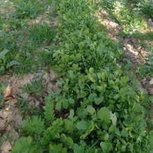 Ein Abu-El-Harth Jarjir (Arugula)