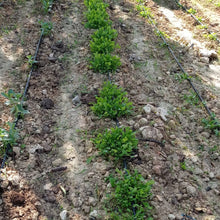 Ein Abu-El-Harth Jarjir (Arugula)