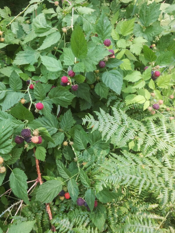 Whitebark Raspberry (Southern Oregon Ecotype) – Experimental Farm ...
