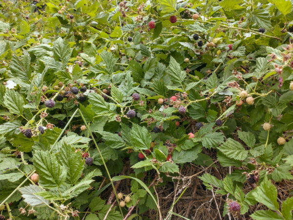 Whitebark Raspberry (Southern Oregon Ecotype) – Experimental Farm ...
