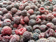 Whitebark Raspberry (Southern Oregon Ecotype)