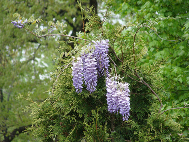 American Wisteria