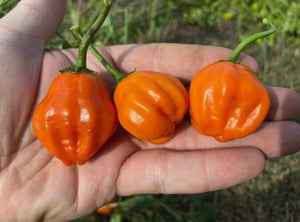 'Aji Dulce Orange' Mild Hot Pepper