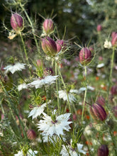 'Albion Black Pod' Love-in-a-Mist