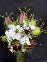 'Albion Black Pod' Love-in-a-Mist