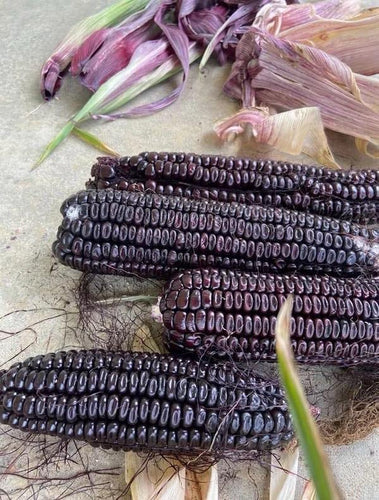 'Appalachian Purple' Self-Feeding Corn