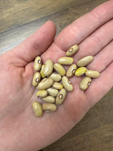 'Arikara' Bean