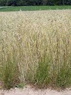 ‘Aroostook’ Rye