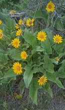 Arrowleaf Balsamroot (Cache Valley Utah Ecotype)