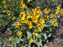 Arrowleaf Balsamroot (Cache Valley Utah Ecotype)