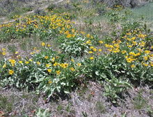 Arrowleaf Balsamroot (Cache Valley Utah Ecotype)