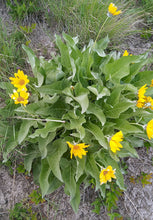 Arrowleaf Balsamroot (Cache Valley Utah Ecotype)