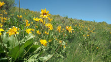 Arrowleaf Balsamroot (Cache Valley Utah Ecotype)