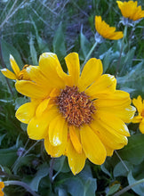 Arrowleaf Balsamroot (Cache Valley Utah Ecotype)