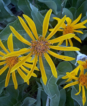 Arrowleaf Balsamroot (Cache Valley Utah Ecotype)