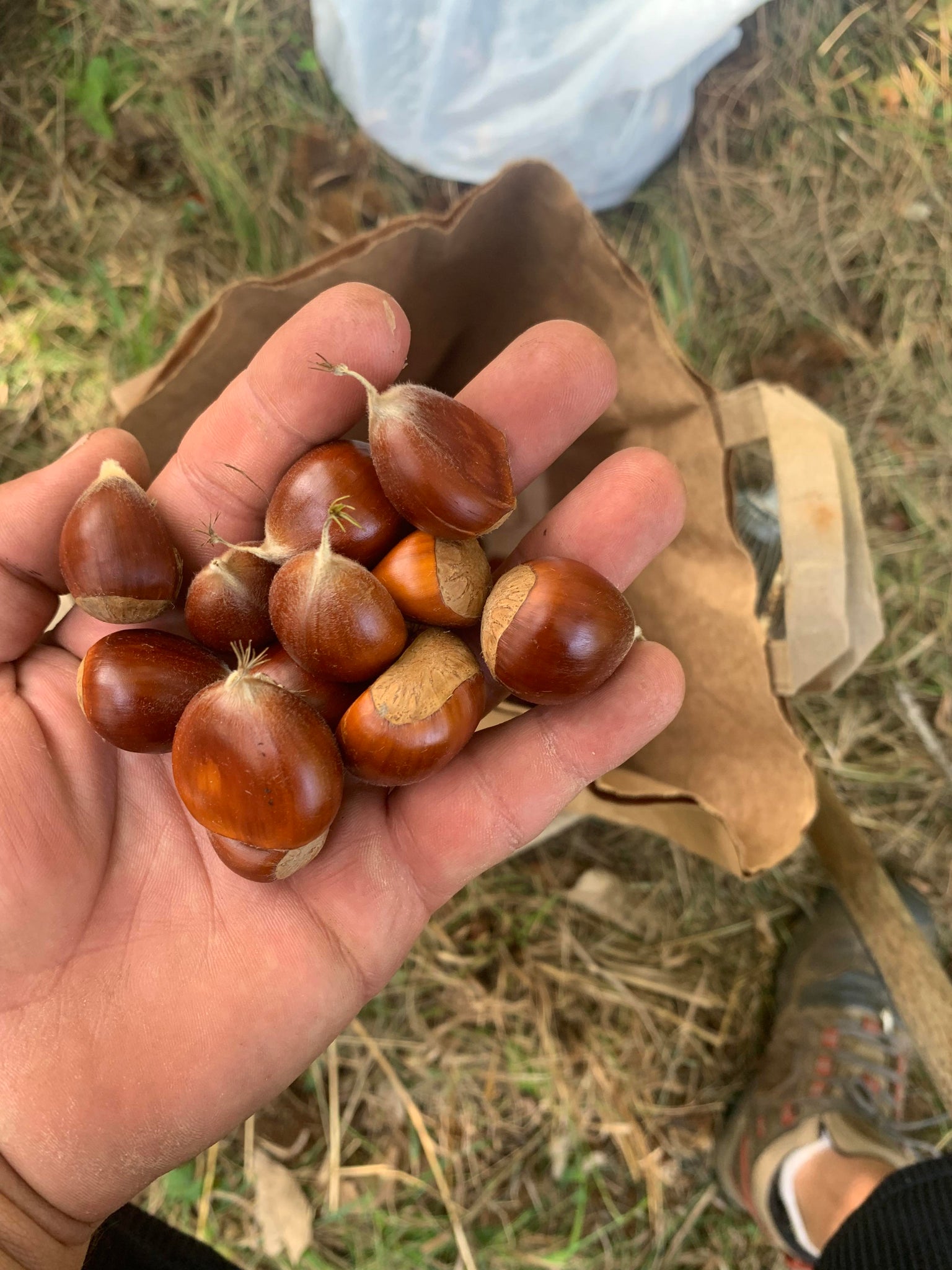 chestnut seeds for planting for sale Badgersett Chestnut SEEDS (March 2024 Shipping) – Experimental Farm Network Seed Store