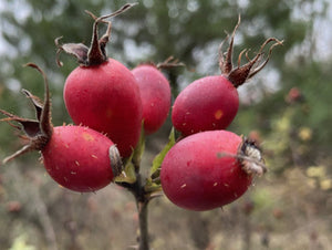 'Big Hip' Apple Rose