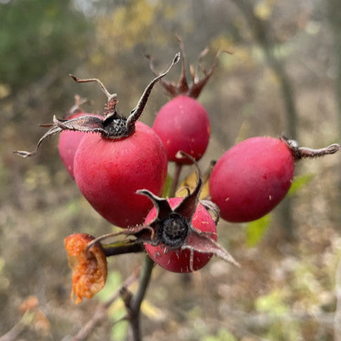 rose hip seeds for sale Big Hip' Apple Rose – Experimental Farm Network Seed Store