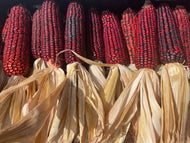'Bloody Butcher' Dent Corn