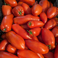 'Blue Beech' Tomato