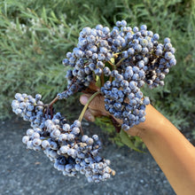 Blue Elderberry (Southern Oregon Ecotype)