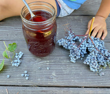 Blue Elderberry (Southern Oregon Ecotype)