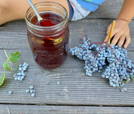 Blue Elderberry (Southern Oregon Ecotype)