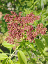 Blue Elderberry (Southern Oregon Ecotype)