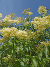 Blue Elderberry (Southern Oregon Ecotype)