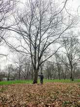 'Bob Stehli's Hiram Orchard Select' Chestnut Seeds