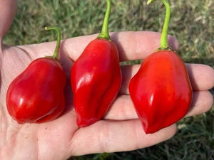 'Bolsa de Dulce' Mild Hot Pepper