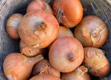 'Buan' Onion