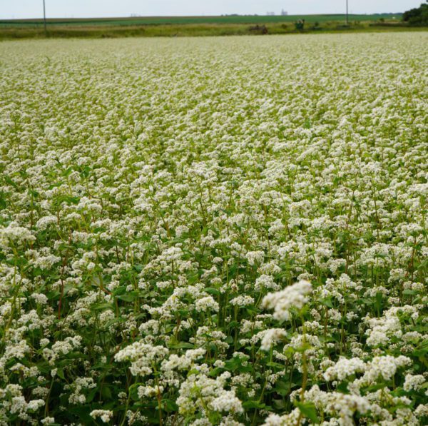 Buckwheat Cover Crop