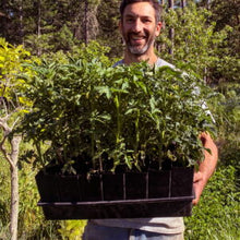 'Camp Joy' Cherry Tomato