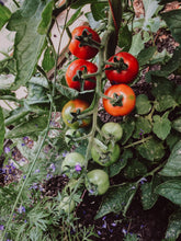 'Camp Joy' Cherry Tomato