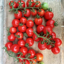 'Camp Joy' Cherry Tomato